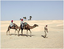 Верблюды-дромадеры появились в Тунисе в IV в. н.э.  |  Фотограии