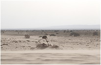  Песчаная буря |  Фотограии